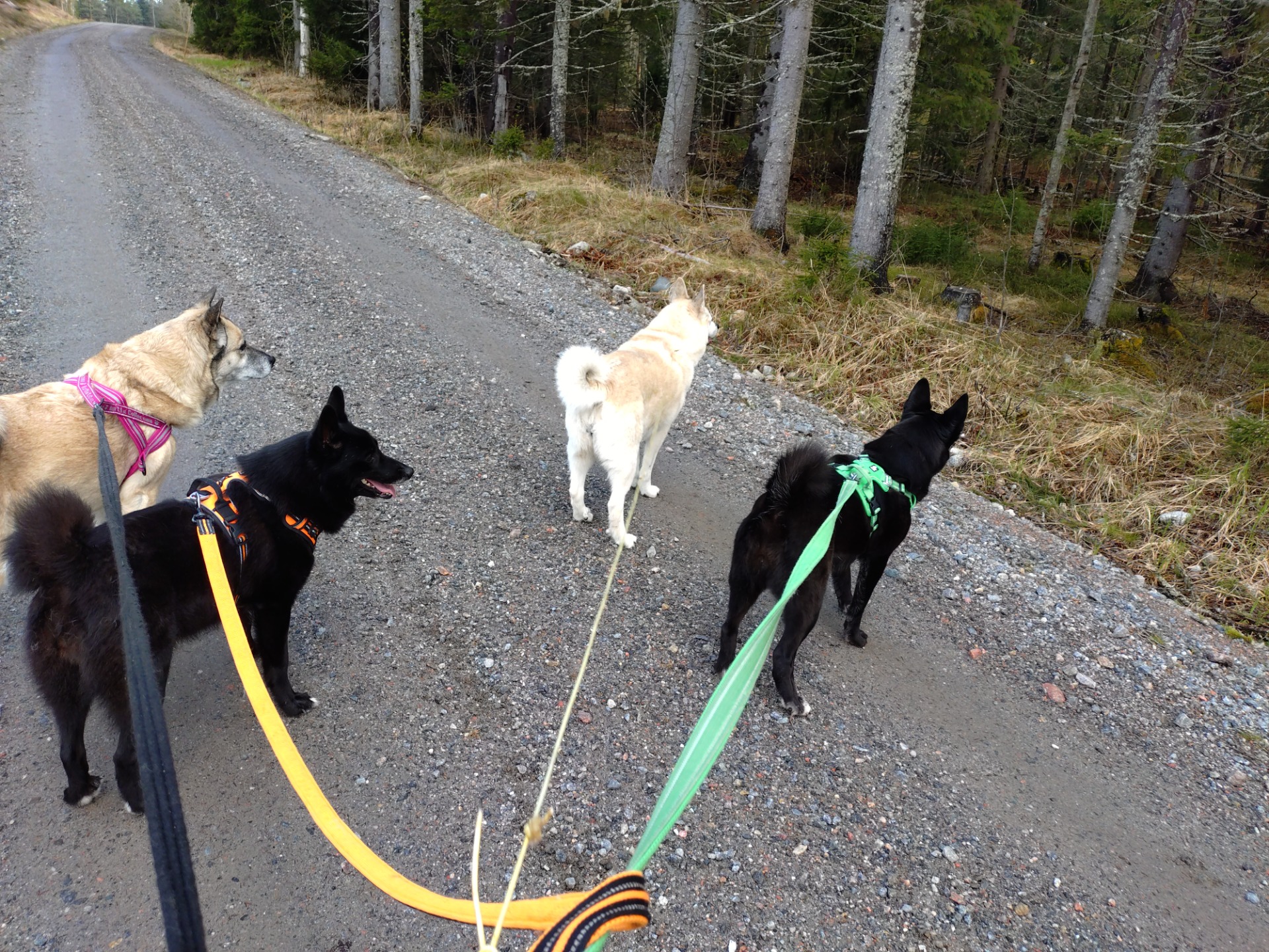 Saga, Åsa, Trissa och Traska på promenad 